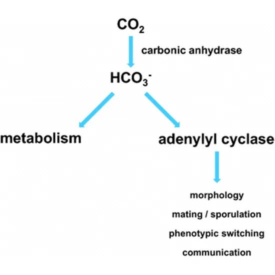 bicarbonate (carbon dioxide)